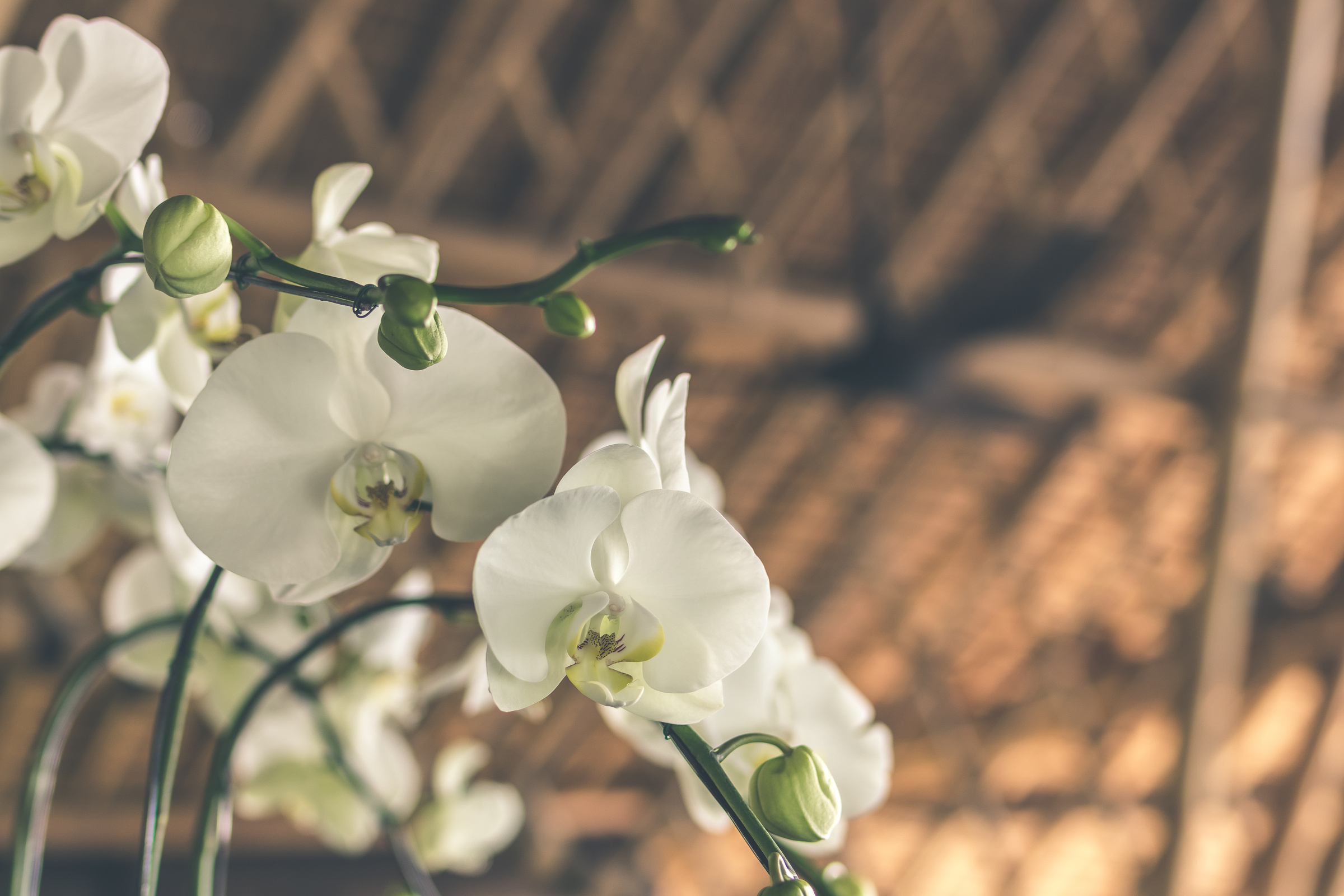 Selective Focus White-and-green Moth Orchids